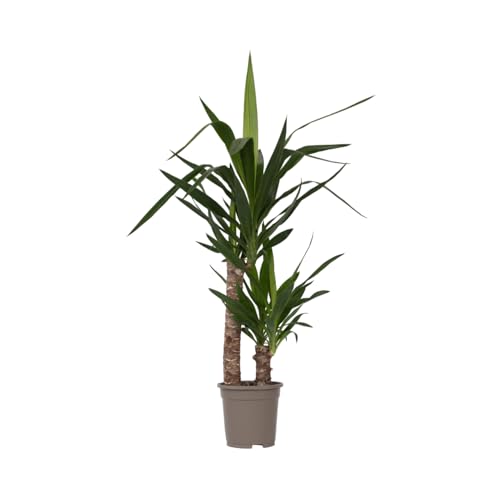 Plant in a Box - Yucca Elephantipes - Palmlilie - Palme zimmerpflanze groß - Topf 17cm - Höhe 70-80cm von Plant in a Box