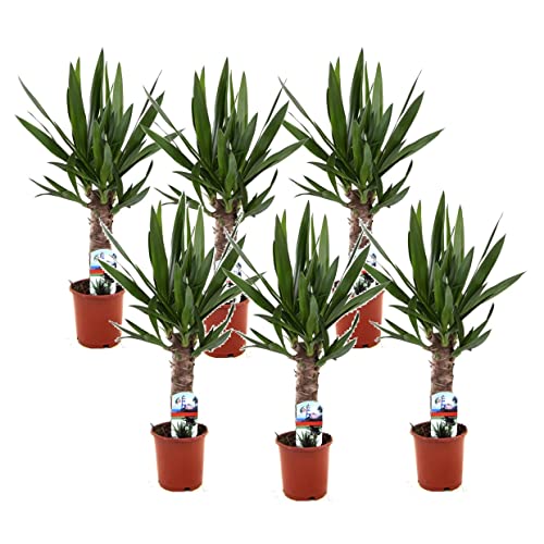 Plant in a Box - Yucca Elephantipes - Palmlilie - 6er Set - Palme Zimmerpflanze groß - Topf 14cm - Höhe 50-60cm von Plant in a Box