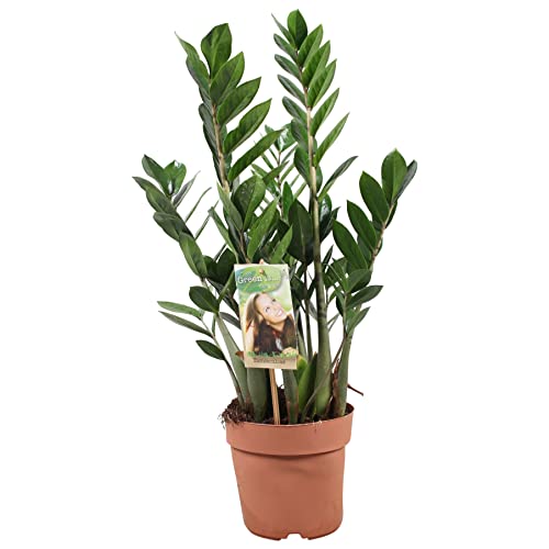 Plant in a Box - Zamioculcas Zamiifolia - ZZ plant - Glücksfeder - Glänzende gefiederte Blätter - Echte Grüne Pflanze - Topf 17cm - Höhe 55-65cm von Plant in a Box