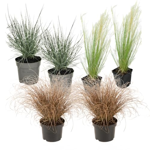Plant in a Box - Ziergräser Paket - 6er Set - Stipa, Festuca und Carex Gräser - Topf 10,5cm - Höhe 15-25cm von Plant in a Box