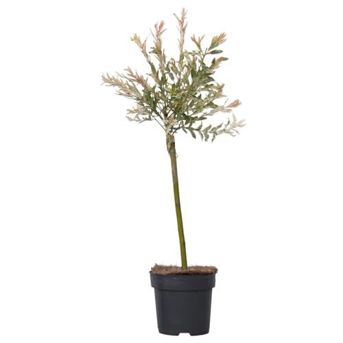 Plant in a Box - Zierweide - Salix integra 'Flamingo' - Höhe 60-80cm - Topf 17cm - Gartenpflanze - Winterhart Plant in a Box - Zierweide - Salix integra 'Flamingo' - Höhe 60-80cm - Topf 17cm - Gartenpflanze - Winterhart von Plant in a Box