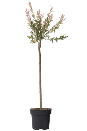 Plant in a Box - Zierweide - Salix integra 'Flamingo' - Höhe 90-110cm - Topf 19cm - Gartenpflanze - Winterhart Plant in a Box - Zierweide - Salix integra 'Flamingo' - Höhe 90-110cm - Topf 19cm - Gartenpflanze - Winterhart von Plant in a Box