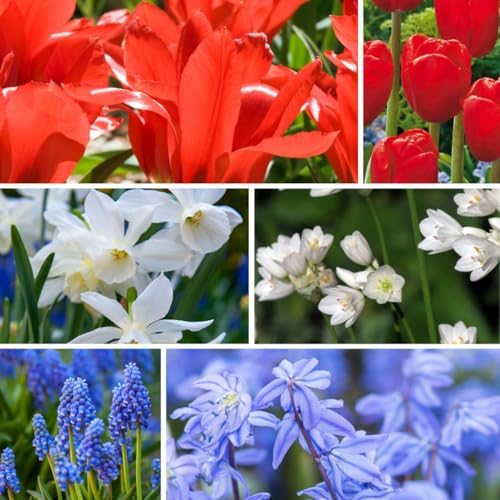 Plant in a Box - Zwiebeln aus Holland - 250er-Set - Fröhliche Blumenzwiebel Mischung - Tulipe - Narzisse - Scilla - Allium von Plant in a Box