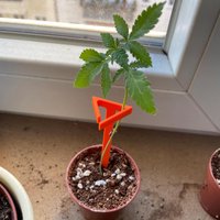 Steckling Halter Für Grow - 8 Stk. Pflanzstützen Stecklinge Und Junge Pflanzen Zur Stabilisierung Im Topf Beim Indoor Growing von PlantTechnology