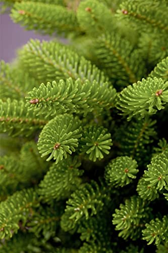 Abies koreana 'Molli' C 2 15-20 Kompakte Koreatanne 'Molli',winterhart, deutsche Baumschulqualität, im Topf für optimales anwachsen von PlantaPro