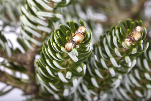Abies koreana 'Silver Star' 50-60 cm, Koreatanne, silberblaue Nadeln, ideal für Kübel und Gärten, winterhart, pflegeleicht Abies koreana 'Silver Star' 50-60 cm, Koreatanne, silberblaue Nadeln, ideal für Kübel und Gärten, winterhart, pflegeleicht von PlantaPro
