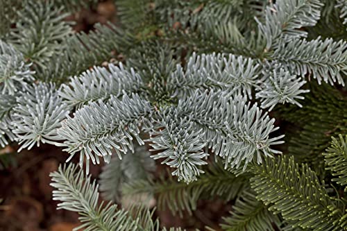 Abies procera 'Glauca' C 3 breit 20-25 Silbertanne 'Glauca',winterhart, deutsche Baumschulqualität, im Topf für optimales anwachsen von PlantaPro