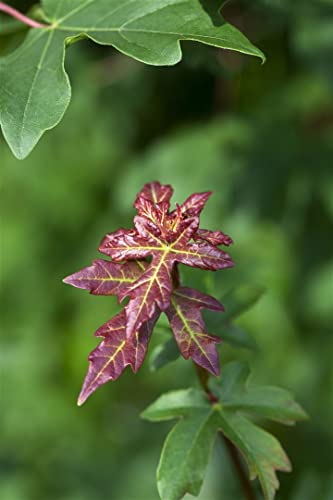 Acer campestre 100-125 cm, Feldahorn, gelbe Herbstfärbung, ideal als Hecke oder Solitär, bienenfreundlich, winterhart, pflegeleicht Acer campestre 100-125 cm, Feldahorn, gelbe Herbstfärbung, ideal als Hecke oder Solitär, bienenfreundlich, winterhart, pflegeleicht von PlantaPro