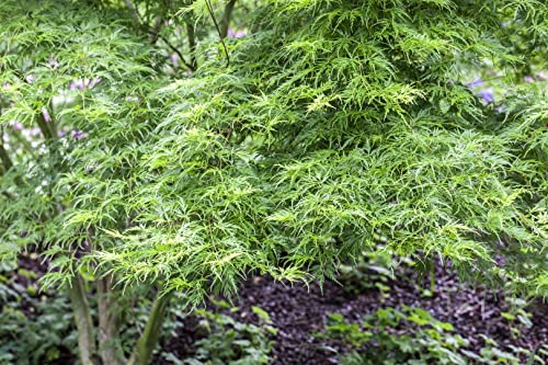 Acer palmatum 'Seiryu' C 60-80 Fächerahorn 'Seiryu',winterhart, deutsche Baumschulqualität, im Topf für optimales anwachsen von PlantaPro