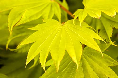 Acer shirasawanum 'Aureum' C 6 25-30 Japanischer Goldahorn 'Aureum',winterhart, deutsche Baumschulqualität, im Topf für optimales anwachsen von PlantaPro