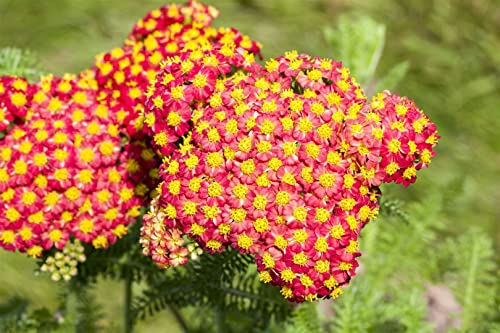 Achillea filipendulina 'Feuerland' P 0,5 Schafgarbe 'Feuerland',winterhart, deutsche Baumschulqualität, im Topf für optimales anwachsen von PlantaPro