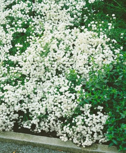 Achillea ptarmica 'The Pearl' ca. 9x9 cm Topf, Sumpf-Schafgarbe, weiße Blüten, Blütezeit Juni-August, ideal für Rabatten, pflegeleicht, bienenfreundlich Achillea ptarmica 'The Pearl' ca. 9x9 cm Topf, Sumpf-Schafgarbe, weiße Blüten, Blütezeit Juni-August, ideal für Rabatten, pflegeleicht, bienenfreundlich von PlantaPro