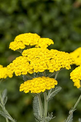 Achillea tomentosa P 0,5 Filzige Teppich-Garbe,winterhart, deutsche Baumschulqualität, im Topf für optimales anwachsen von PlantaPro