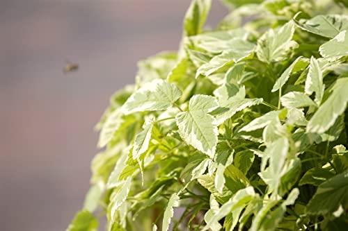 Aegopodium podagraria 'Variegata' ca. 9x9 cm Topf - Buntlaubiger Giersch, dekoratives Laub, ideal als Bodendecker, pflegeleicht, schattenverträglich von PlantaPro