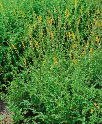 Agrimonia eupatoria P 0,5 - Echtes Odermennig, Heilpflanze, Bienenfreundlich, Mehrjährig, Sonnenliebend von PlantaPro
