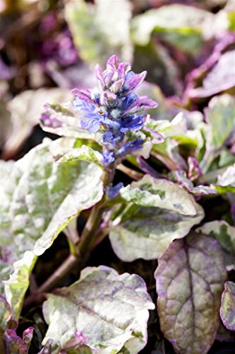 Ajuga reptans 'Burgundy Glow' 9x9 cm Topf – Winterhart, Mehrjährig, Pflegeleicht – Günsel – Bodendecker für Garten & Beet Ajuga reptans 'Burgundy Glow' 9x9 cm Topf – Winterhart, Mehrjährig, Pflegeleicht – Günsel – Bodendecker für Garten & Beet von PlantaPro