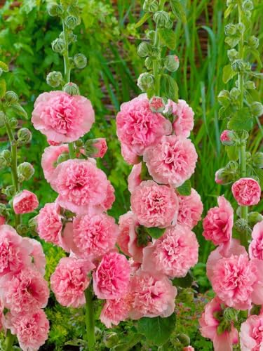 Alcea rosea 'Pleniflora Chaters' - Stockrose Lachsrosa, Doppelblüten, Winterhart, Staude P0,5 von PlantaPro
