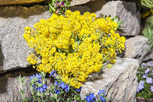 Alyssum montanum 'Berggold' P 0,5 Garten-Berg-Steinkraut 'Berggold',winterhart, deutsche Baumschulqualität, im Topf für optimales anwachsen von PlantaPro