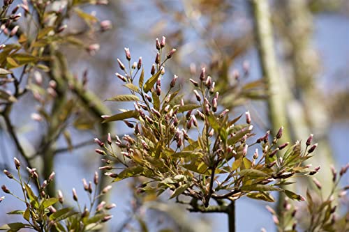 Amelanchier arborea 'Robin Hill' C5 80-100,winterhart, deutsche Baumschulqualität, im Topf für optimales anwachsen von PlantaPro