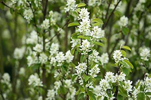 Amelanchier laevis 'Edelweiß' C 100-150 Felsenbirne 'Edelweiss',winterhart, deutsche Baumschulqualität, im Topf für optimales anwachsen von PlantaPro