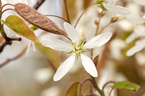 Amelanchier lamarckii C 125-150 Kupfer-Felsenbirne,winterhart, deutsche Baumschulqualität, im Topf für optimales anwachsen von PlantaPro