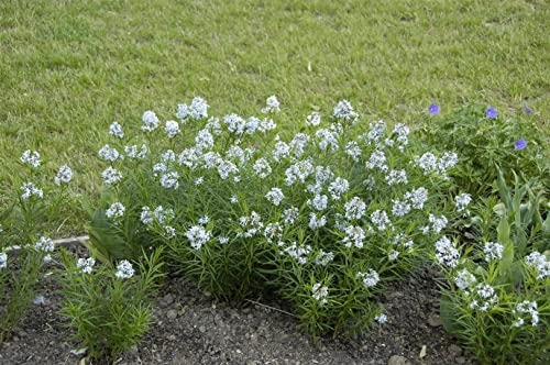 Amsonia hubrichtii ca. 9x9 cm Topf - Blausternbusch, hellblaue Blüten, Blütezeit Mai-Juni, ideal für Rabatten, herbstliche Laubfärbung, pflegeleicht Amsonia hubrichtii ca. 9x9 cm Topf - Blausternbusch, hellblaue Blüten, Blütezeit Mai-Juni, ideal für Rabatten, herbstliche Laubfärbung, pflegeleicht von PlantaPro