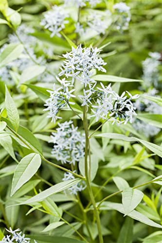 Amsonia tabernaemontana ca. 9x9 cm Topf - Blausternbusch, hellblaue Blüten, Blütezeit Mai-Juni, ideal für Rabatten, pflegeleicht und winterhart Amsonia tabernaemontana ca. 9x9 cm Topf - Blausternbusch, hellblaue Blüten, Blütezeit Mai-Juni, ideal für Rabatten, pflegeleicht und winterhart von PlantaPro