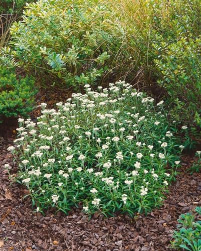 Anaphalis alpicola ca. 9x9 cm Topf - Silberimmortelle, weiße Blüten, Blütezeit Juli-September, ideal für Steingärten, trockenheitsresistent, pflegeleicht von PlantaPro