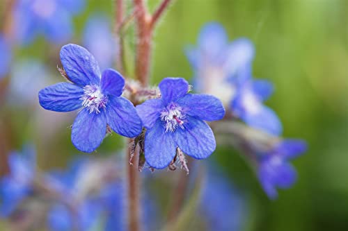 Anchusa azurea P 1 Große Ochsenzunge,winterhart, deutsche Baumschulqualität, im Topf für optimales anwachsen von PlantaPro