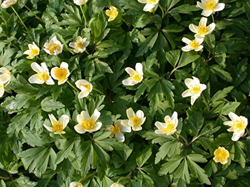 Anemone nemorosa P 0,5 Busch-Windröschen,winterhart, deutsche Baumschulqualität, im Topf für optimales anwachsen von PlantaPro