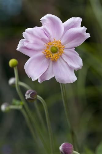 Anemone tomentosa 'Septemberglanz' - Herbstanemone, Winterhart, Blüte Weiß-Rosa, Gartenstaude, Pflanztopf 0,5L von PlantaPro