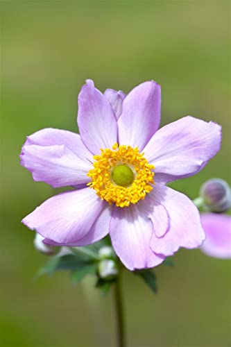 Anemone tomentosa 'Serenade' P 0,5 Filzige Garten-Herbst-Anemone 'Serenade',winterhart, deutsche Baumschulqualität, im Topf für optimales anwachsen von PlantaPro