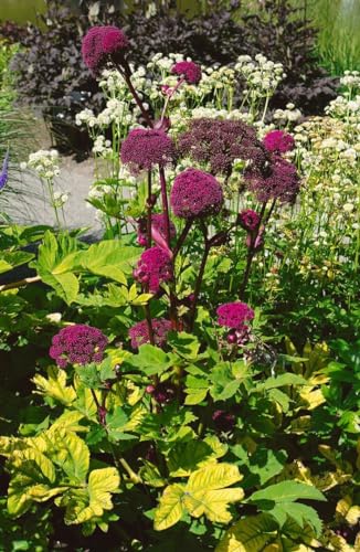 Angelica gigas P1 Samen - Koreanische Engelwurz, Winterhart & Bienenfreundlich, Exotische Staude für Garten & Beet von PlantaPro