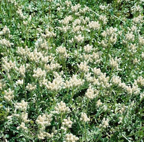 Antennaria dioica 'Alba' 9x9 cm Topf – Winterhart, Mehrjährig, Pflegeleicht – Katzenpfötchen – Bodendecker für Steingarten & Trockenbeet von PlantaPro