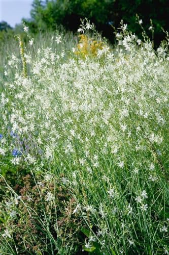 Anthericum ramosum ca. 9x9 cm Topf - Ästige Graslilie, weiße Blüten, Blütezeit Juni-August, ideal für Steingärten, pflegeleicht und trockenheitsresistent von PlantaPro