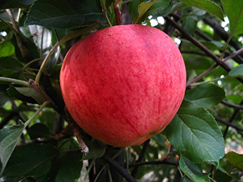 Apfelbaum, Elstar, Malus domestica, Obstbaum winterhart, Tafelapfel rot, im Topf, ca. 175 von PlantaPro