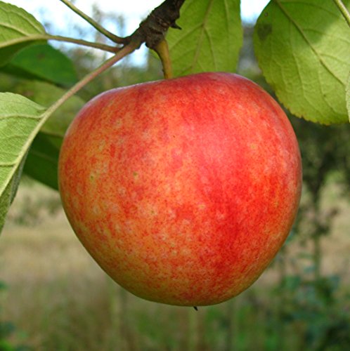 Apfelbaum Cox Orange LH 130-150 cm, Äpfel gelb, Busch, schwachwachsend, im Topf, Obstbaum winterhart, Malus domestica von PlantaPro