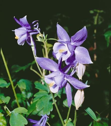Aquilegia alpina ca. 9x9 cm Topf - Alpen-Akelei, blaue Blüten, Blütezeit Mai-Juli, ideal für Steingärten, bienenfreundlich, pflegeleicht Aquilegia alpina ca. 9x9 cm Topf - Alpen-Akelei, blaue Blüten, Blütezeit Mai-Juli, ideal für Steingärten, bienenfreundlich, pflegeleicht von PlantaPro