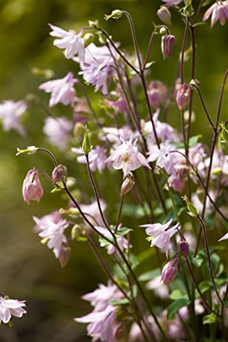 Aquilegia vulgaris P 0,5 Kurzspornige Akelei,winterhart, deutsche Baumschulqualität, im Topf für optimales anwachsen von PlantaPro