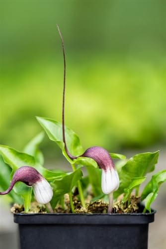 Arisarum proboscideum ca. 9x9 cm Topf - Mäuseschwanzpflanze, ungewöhnliche Blüten, ideal für schattige Standorte, pflegeleicht, winterhart von PlantaPro