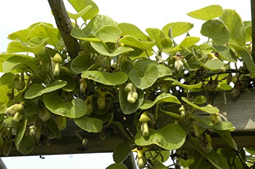 Aristolochia macrophylla 2L 60-100 Großblättrige Pfeifenwinde,winterhart, deutsche Baumschulqualität, im Topf für optimales anwachsen von PlantaPro