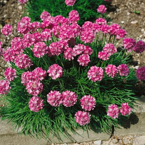 Armeria maritima 'Rosea Compacta' - Strand-Grasnelke, Winterhart & Pflegeleicht, Rosa Blüten, P 0,5 Topf von PlantaPro