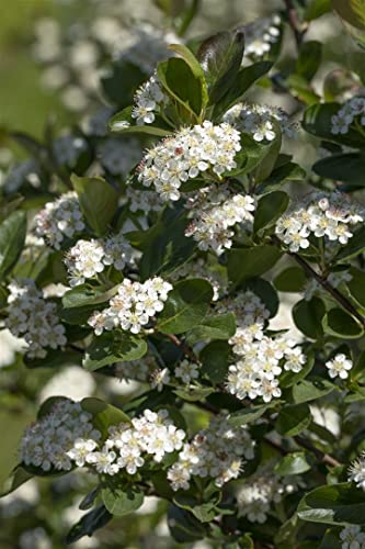 Aronia prunifolia 'Viking' - Apfelbeere, winterhart & vitaminreich, 40-60 cm Zierstrauch, pflegeleicht von PlantaPro