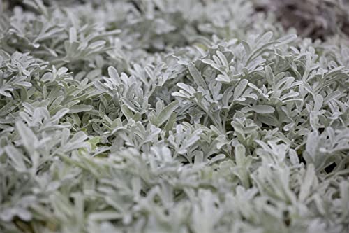 Artemisia stelleriana P 0,5 Gabelblättriger Silber-Wermut,winterhart, deutsche Baumschulqualität, im Topf für optimales anwachsen von PlantaPro