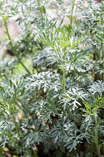 Artemisia vulgaris P 0,5 Beifuß,winterhart, deutsche Baumschulqualität, im Topf für optimales anwachsen von PlantaPro
