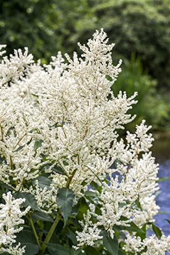 Aruncus dioicus P 1 Hoher Wald-Geißbart,winterhart, deutsche Baumschulqualität, im Topf für optimales anwachsen von PlantaPro