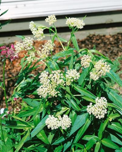 Asclepias incarnata 'Ice Ballet' ca. 9x9 cm Topf - Seidenpflanze, weiße Blüten, Blütezeit Juli-August, Schmetterlingsmagnet, bienenfreundlich, pflegeleicht von PlantaPro