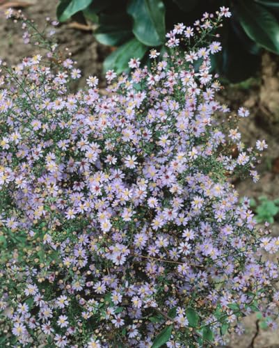 Aster cordifolius 'Little Carlow' ca. 11x11 cm Topf - Herzblatt-Aster, lavendelblaue Blüten, Blütezeit August-Oktober, ideal für Rabatten, bienenfreundlich, pflegeleicht Aster cordifolius 'Little Carlow' ca. 11x11 cm Topf - Herzblatt-Aster, lavendelblaue Blüten, Blütezeit August-Oktober, ideal für Rabatten, bienenfreundlich, pflegeleicht von PlantaPro