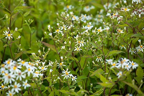 Aster divaricatus 'Tradescant' P 0,5 Sperrige Garten-Aster 'Tradescant',winterhart, deutsche Baumschulqualität, im Topf für optimales anwachsen von PlantaPro