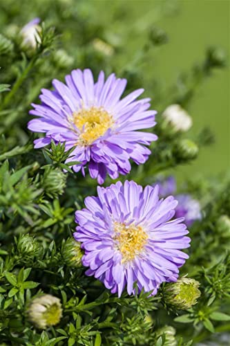 Aster dumosus, hellblau P 0,5 Kissen-Aster,winterhart, deutsche Baumschulqualität, im Topf für optimales anwachsen von PlantaPro